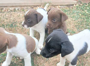 Minature jack russell puppies ready now