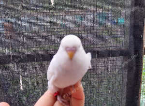 Budgies for sale
