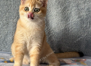 TICA Beautiful British Shorthair Kittens