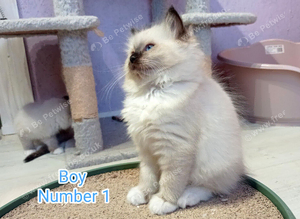 Ragdoll Kitten, Ready for a new home