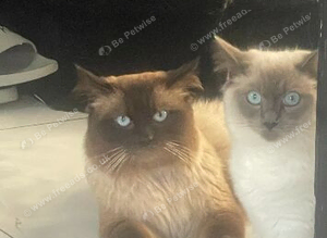 Breeding pair of ragdolls