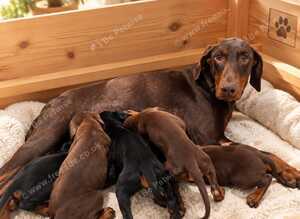 Doberman black and tanned/brown and tanned puppies