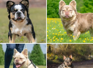 4 Beautiful Studs Available