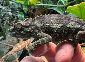 Jackson xantholophus chameleon female