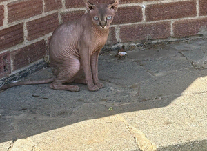 Sphinx cat
