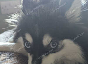 Pomsky puppies