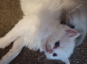 Ragdoll kittens