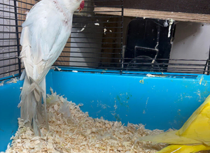 3 ringnecks 2 cocks 1 hen