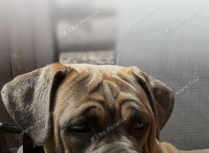 2.yr old female cane corso