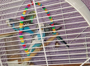 Beautiful male bugies