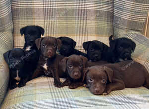 Quality Patterdale Terrier Puppies