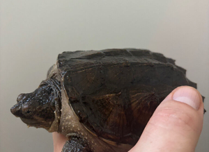 Common snapping turtle