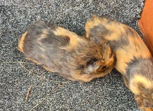 Guinea pig boars