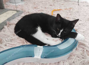 Kitten for sale