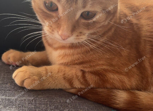 Ginger kitten