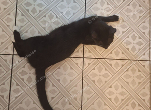 5 month old kitten