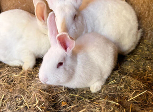 New Zealand rabbits