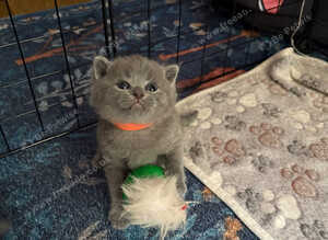 Beautiful British Shorthair Kittens