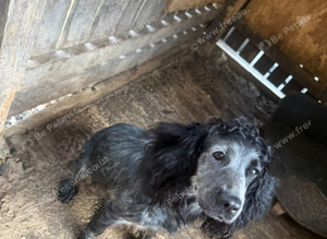 Cocker spaniel