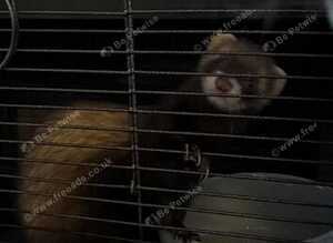 2 playful ferrets and cage