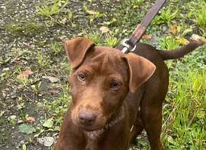 Patterdale Terrier Male