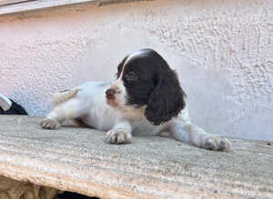 Beautiful cocker spaniel girl