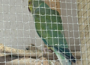 Pair of cleartails 2024 birds