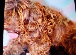 Cockapoodle