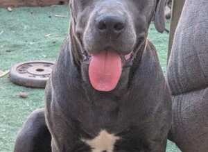 Female cane corso