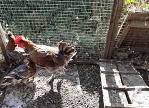 Pair blue copper marans 1 hen 1 cockerel