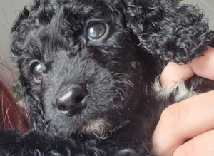 Cockapoo puppies