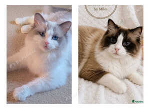 Stunning Bi-colour Ragdolls.