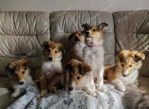 Rough Collie