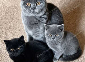 BSH Kittens
