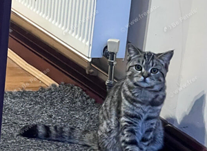 British shorthair mixed