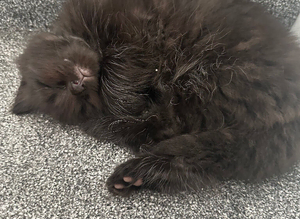 Fluffy kittens