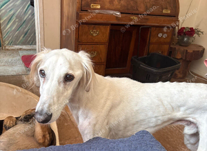 Saluki x Gs