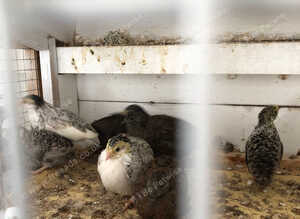 Quail