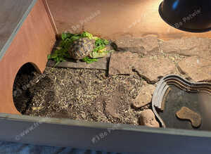 10month old Herman tortoise