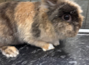 Lion head rabbit