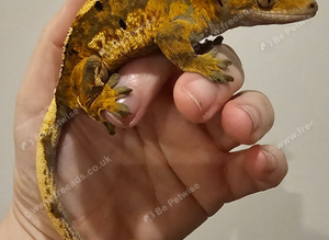Proven Male Tricolour Harlequin Dalmatian