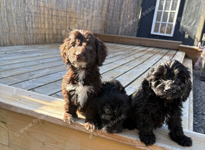 Cocker poo