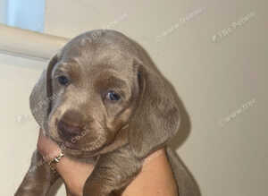 KC registered MINATURE dachshunds