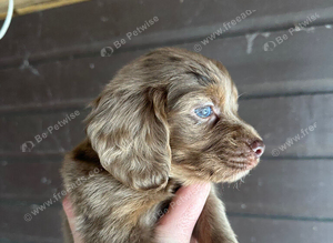 Rare Cocker spaniel puppy