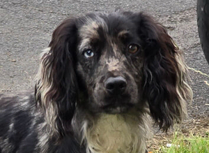 Cocker Spaniel stud