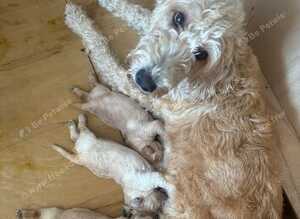Health tested dna stunning labradoodles