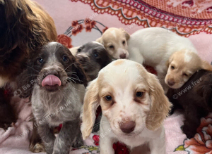 Cocker spaniel *2* remaining
