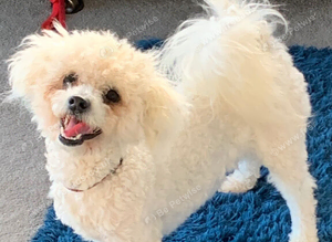 BICHON FRISE STUD DOG