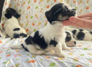 Litter of Sealyham cross cairn terrier puppies