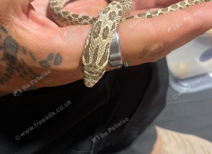 Albino western hognose